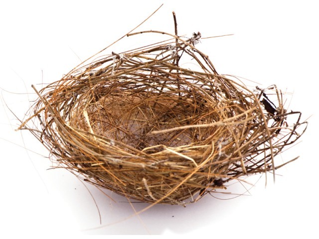 What am I going to do with my life if I don't have a baby? www.gateway-women.com empty birds nest